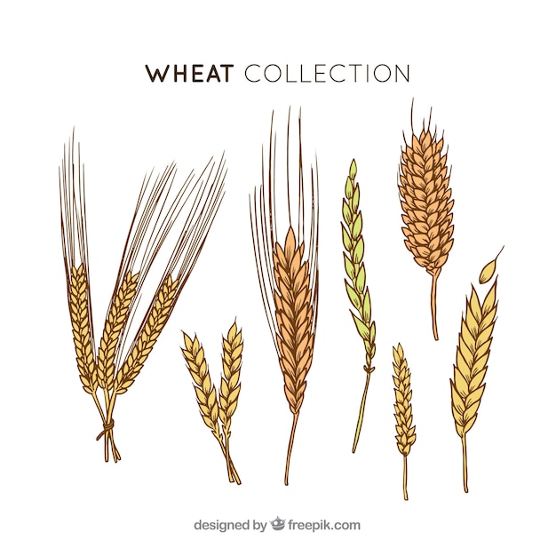 Free vector hand drawn wheat collection