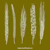 Бесплатное векторное изображение Сбор рисованной пшеницы