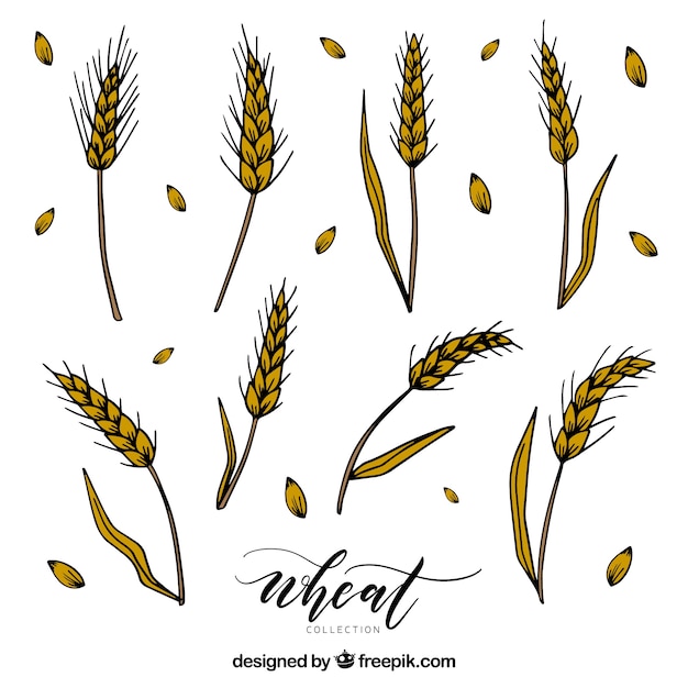 Free vector hand drawn wheat collection
