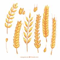 Free vector hand drawn wheat collection