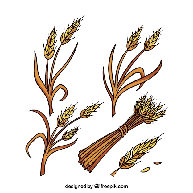 Free vector hand drawn wheat collection