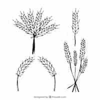 Free vector hand drawn wheat collection