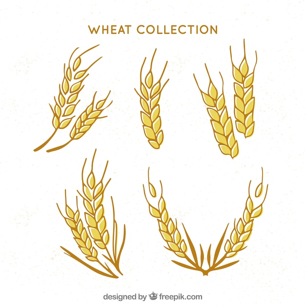 Сбор рисованной пшеницы