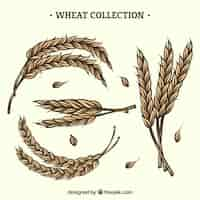 Free vector hand drawn wheat collection