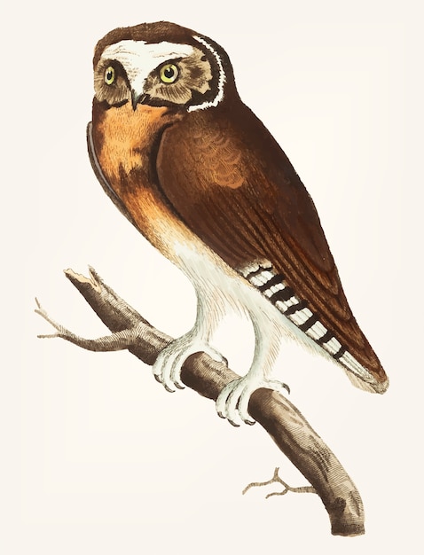 Hand drawn of white-fronted owl