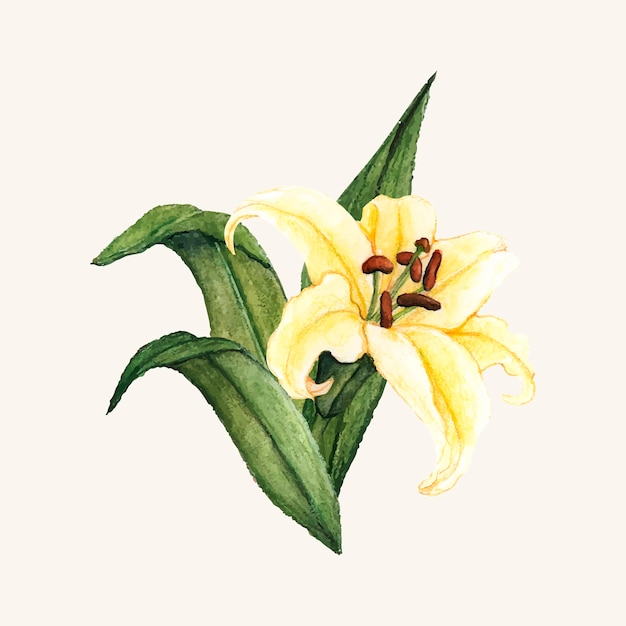 Free vector hand drawn white lily flower isolated