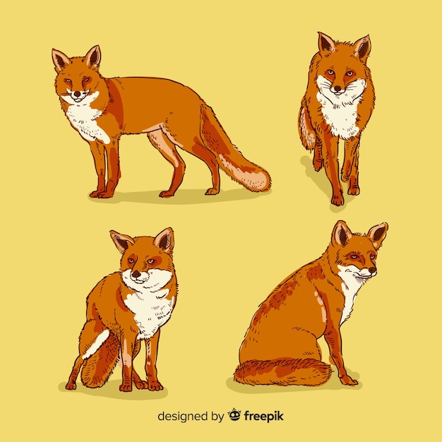 Free vector hand drawn wild fox collection