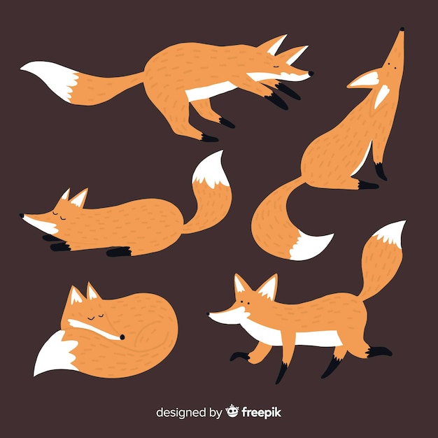 Hand drawn wild fox collection