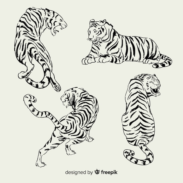 Collezione di tigre selvaggia disegnata a mano