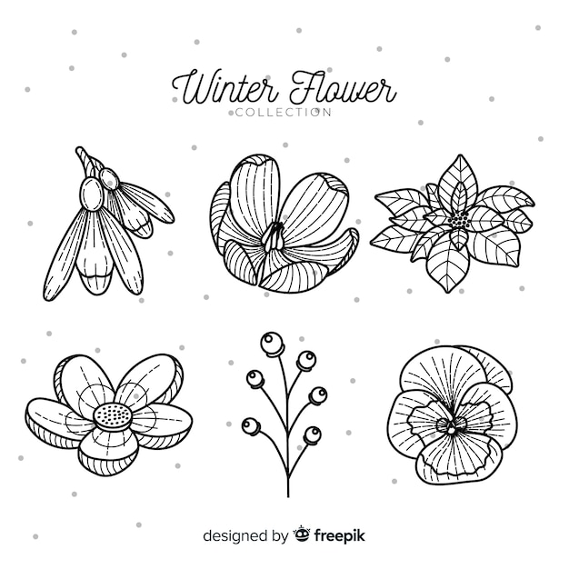 Hand drawn winter flower collection