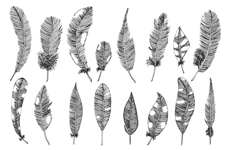 Free Vector hand drawn with ink feathers. vector illustration, sketch.