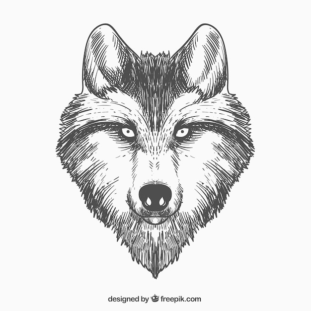Hand drawn wolf face