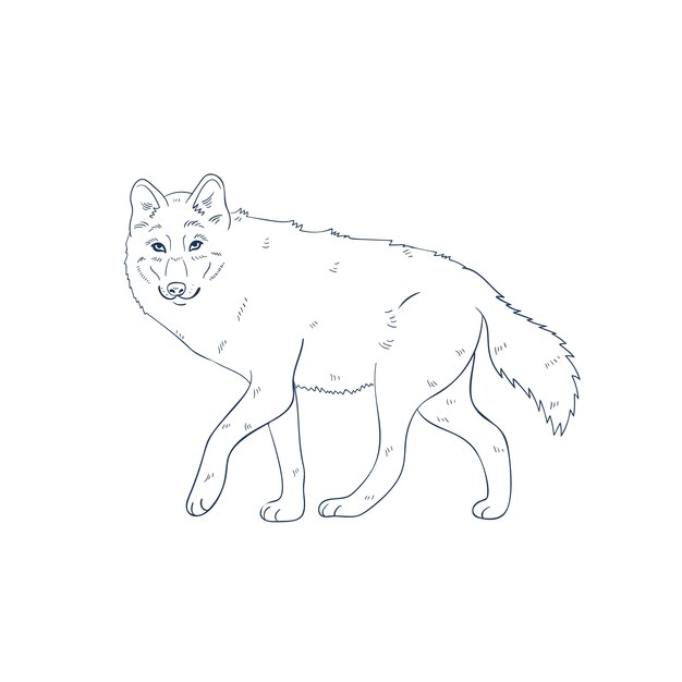 Hand drawn wolf outline illustration