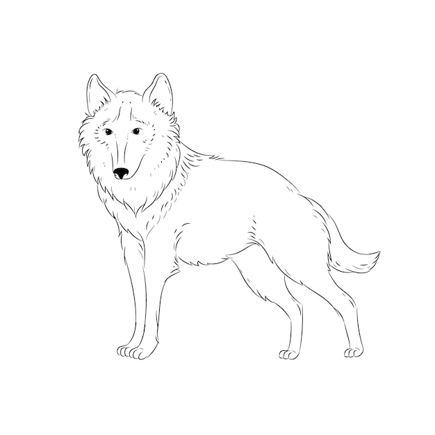 Hand drawn wolf outline illustration