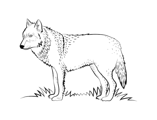 Hand drawn wolf  outline illustration