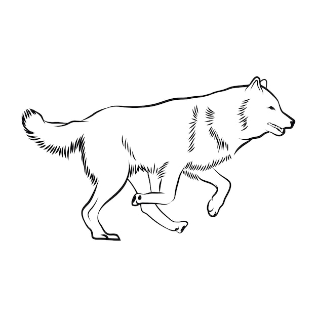 Hand drawn wolf  outline illustration