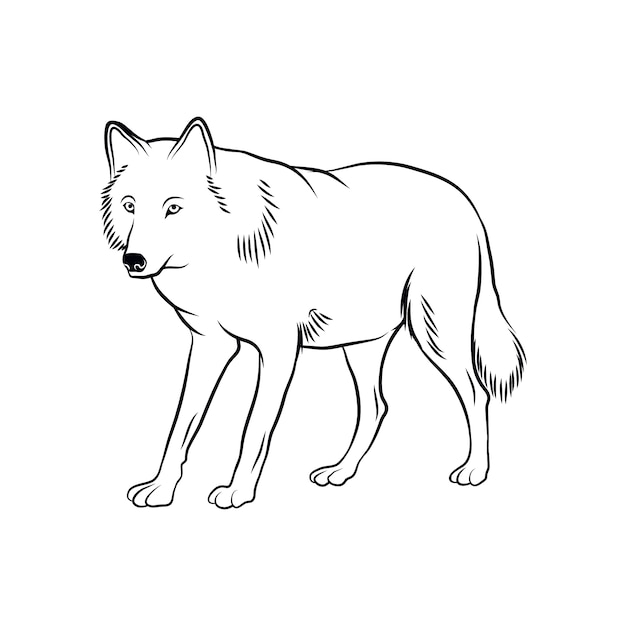 Hand drawn wolf  outline illustration