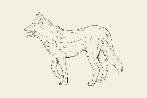 Нарисованная рукой иллюстрация контура волка