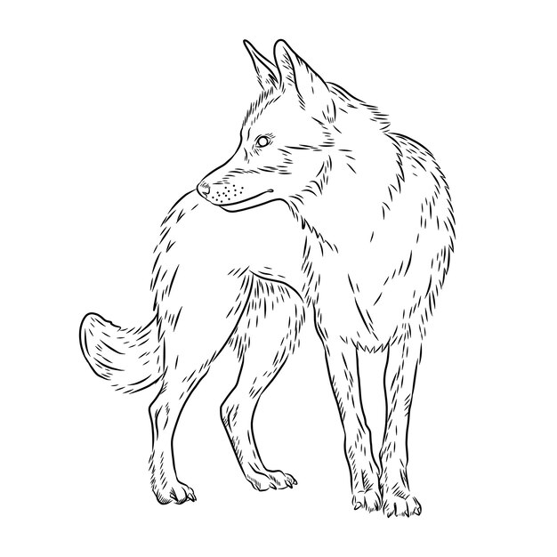 Hand drawn wolf outline illustration