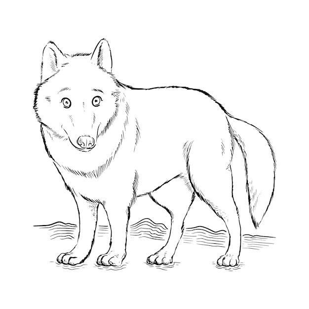 無料ベクター 手描きのオオカミのアウトライン