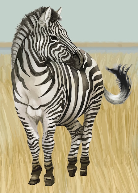 Free vector hand drawn zebra