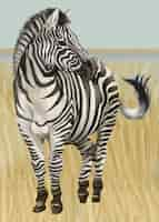 Free vector hand drawn zebra