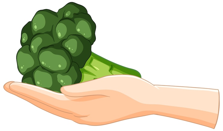 Free Vector hand holding fresh green broccoli