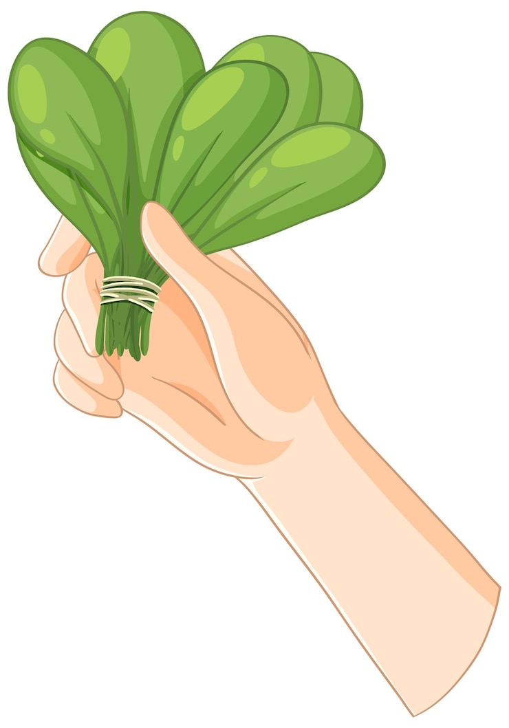 Free Vector hand holding fresh green spinach bunch