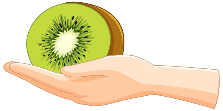 Free Vector hand holding a fresh kiwi slice