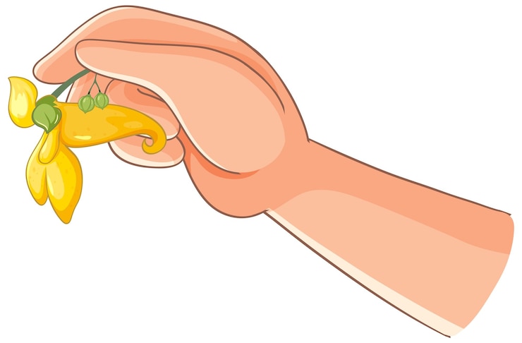 मुफ़्त वेक्टर hand holding yellow flower