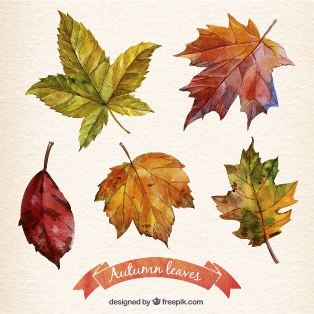 Hand painted autumn leaves collection