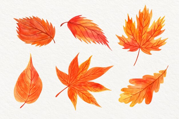 Hand painted different leaves in watercolor collection