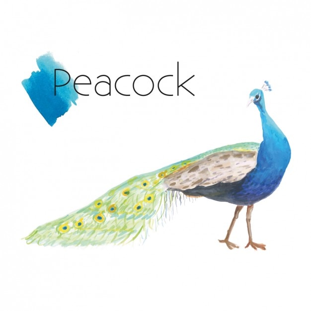 Free vector hand painted peacock