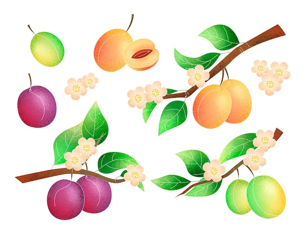 Free vector hand-painted plum tree illustration
