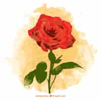 Free vector hand painted rose