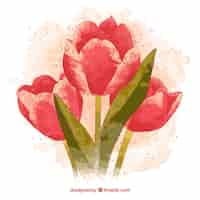 Free vector hand painted tulips