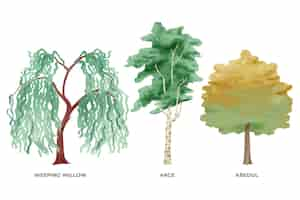 Free vector hand painted type of trees collection