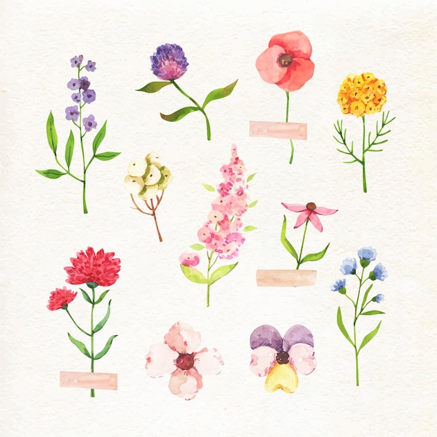 Free vector hand painted watercolor flower collection