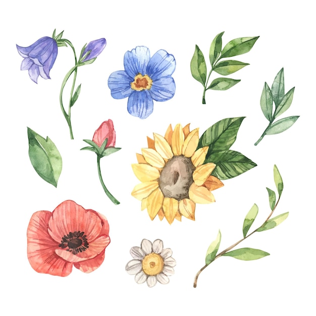 Hand painted watercolor flower collection