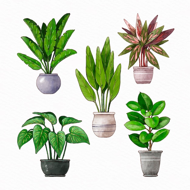 Hand painted watercolor houseplant collection