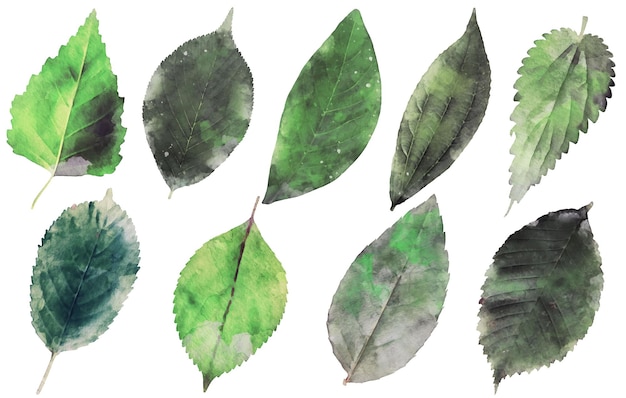無料ベクター 手描きの水彩画の孤立した葉の要素