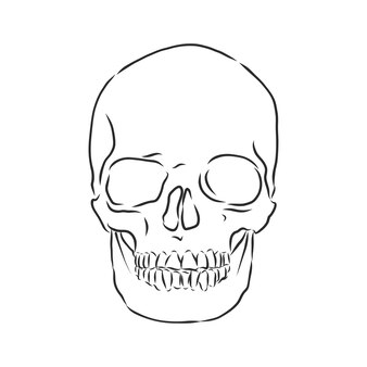Ручная роспись человеческого черепа человеческий череп векторные иллюстрации эскиз