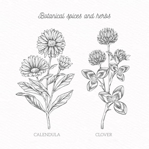 Free vector handdrawn spices and herbs