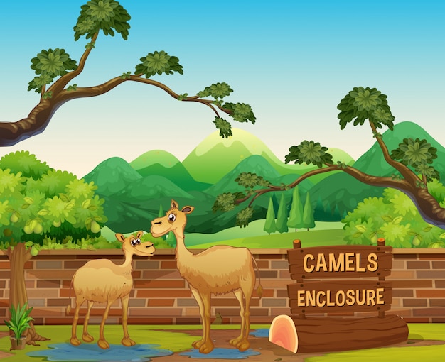 Vettore gratuito happy camels in open zoo