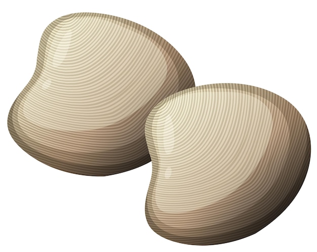 Free vector hard clam or oyster in cartoon style on white background