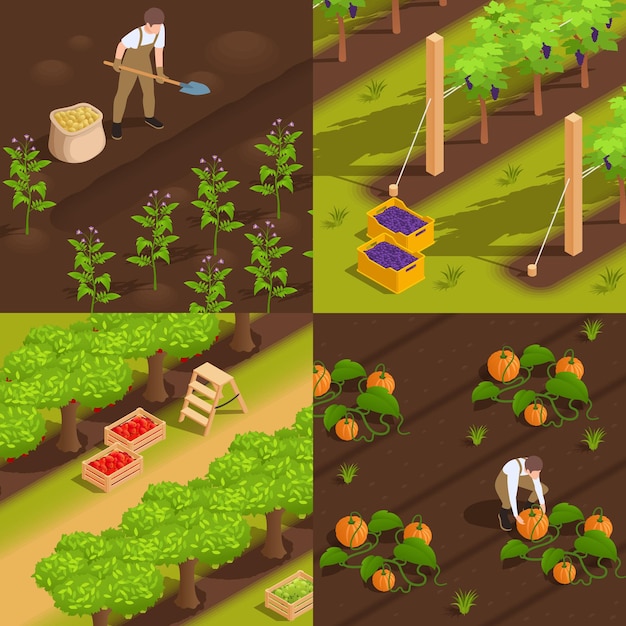 Harvesting concept 4 isometric illustration with farm workers