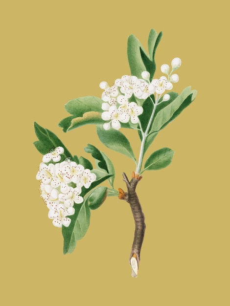 Hawthorn flower from Pomona Italiana illustration