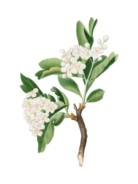 Free vector hawthorn flower from pomona italiana illustration