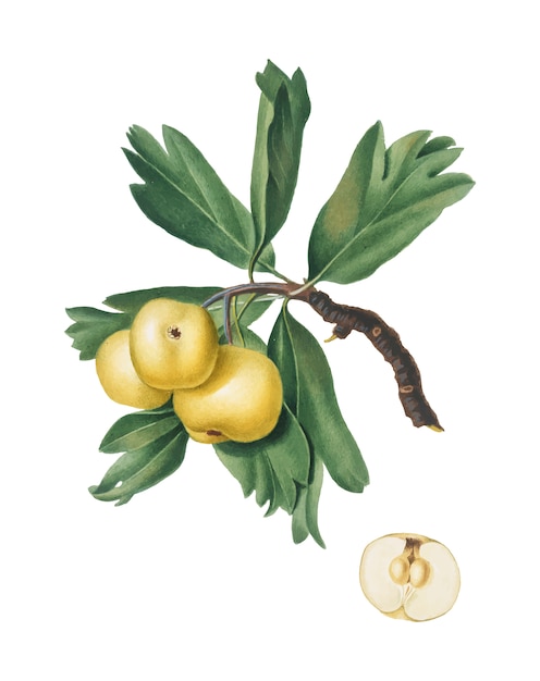 Free vector hawthorn from pomona italiana illustration