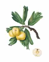 Бесплатное векторное изображение Боярышник из иллюстрации pomona italiana